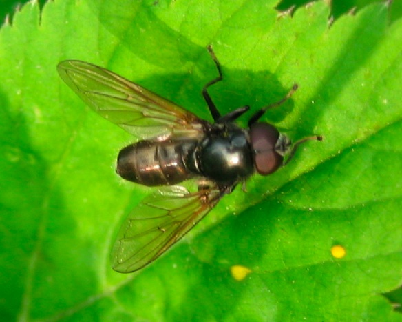 Pipiza noctiluca?